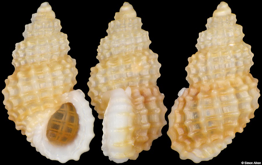 Alvania fenestrata (Krauss, 1848)