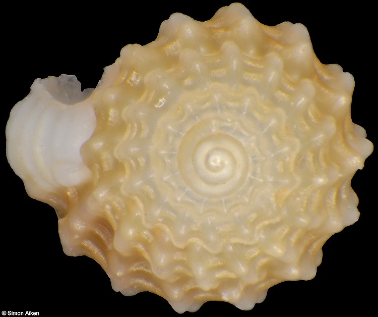 Alvania fenestrata (Krauss, 1848)