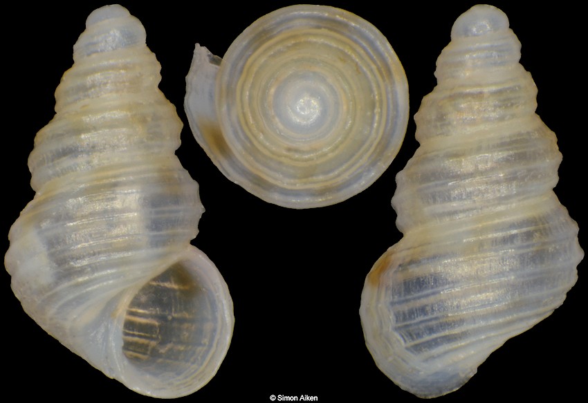 Lirocingula sp.