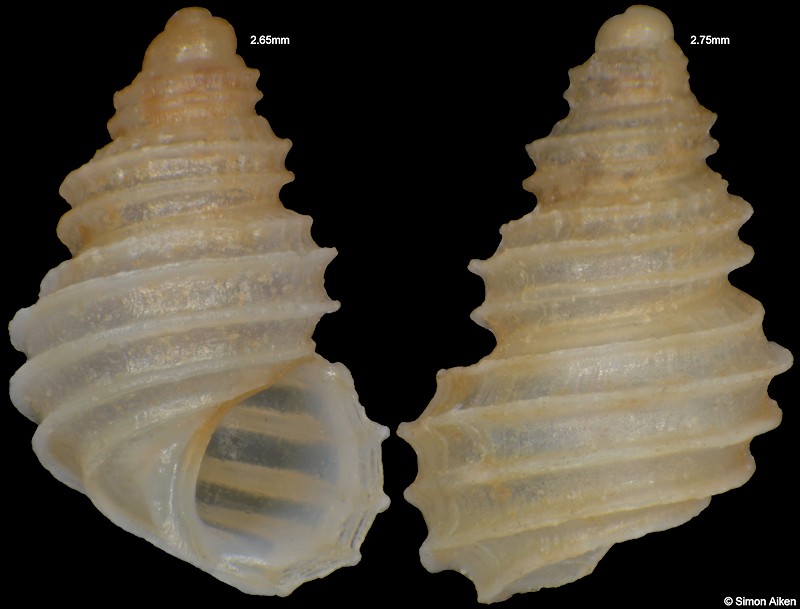 Cingula winslowae (Bartsch, 1928)