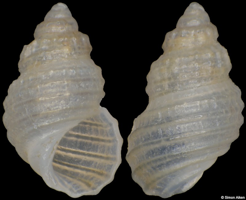 Alvania argentea (G. B. Sowerby III, 1892)