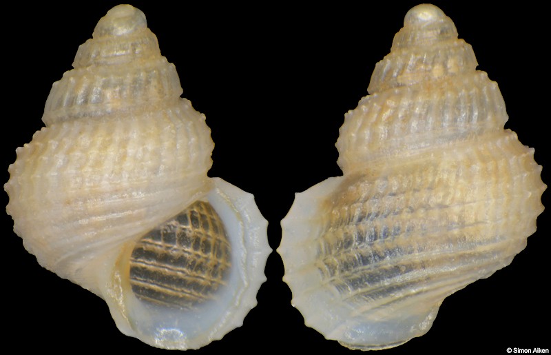 Alvania sp.