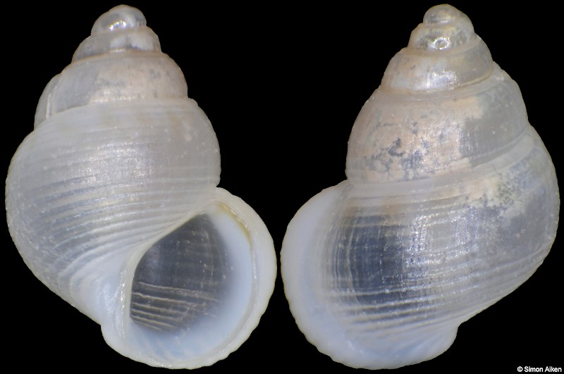 Alvania sp.