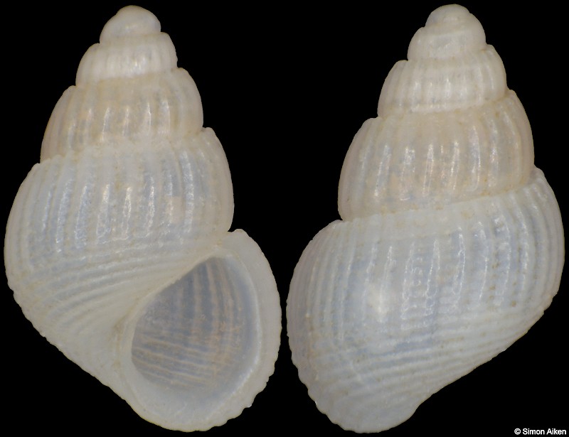 Alvania sp.