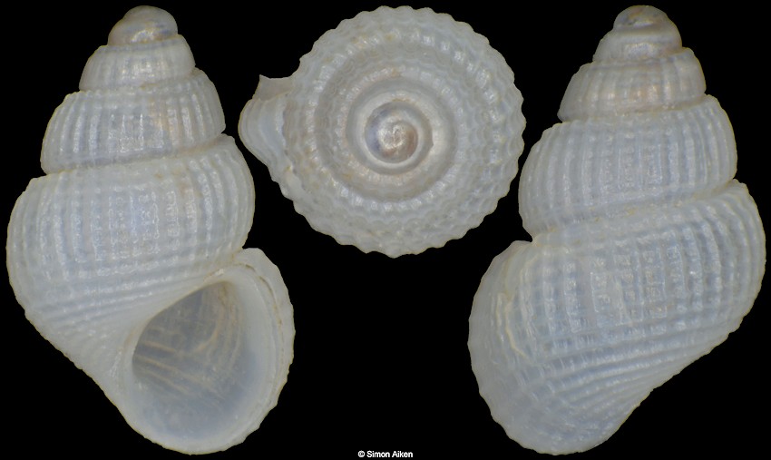 Alvania sp.