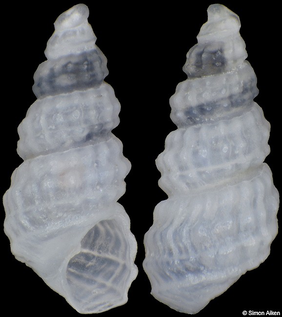 Odostomia crispa (G. B. Sowerby III, 1892)