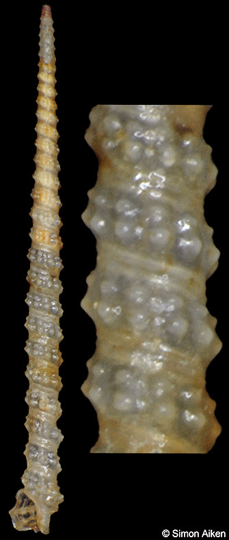 Inella asperrima (Hinds, 1843)