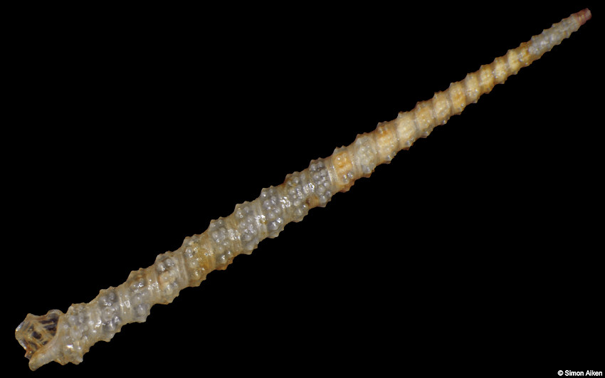 Inella asperrima (Hinds, 1843)