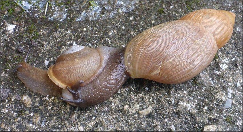 Euglandina rosea (Frussac, 1821) Attacking Mesodon thyroidus (Say, 1817)