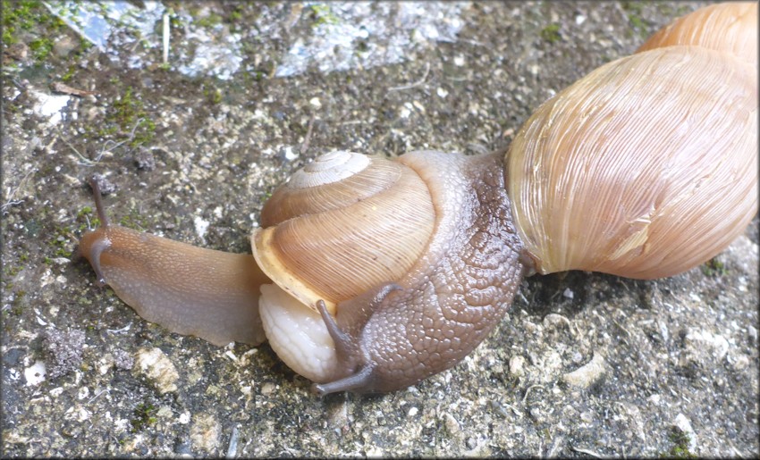 Euglandina rosea (Frussac, 1821) Attacking Mesodon thyroidus (Say, 1817)