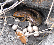 Broad-headed Skink [Plestiodon laticeps] Female With Eggs