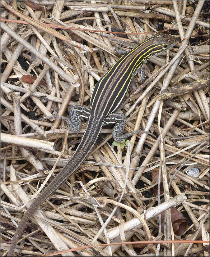 Six-lined Racerunner [Aspidoscelis sexlineata] 