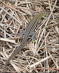 Six-lined Racerunner [Aspidoscelis sexlineata] 