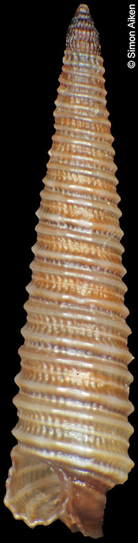 Euthymella bayani (Jousseaume, 1884)