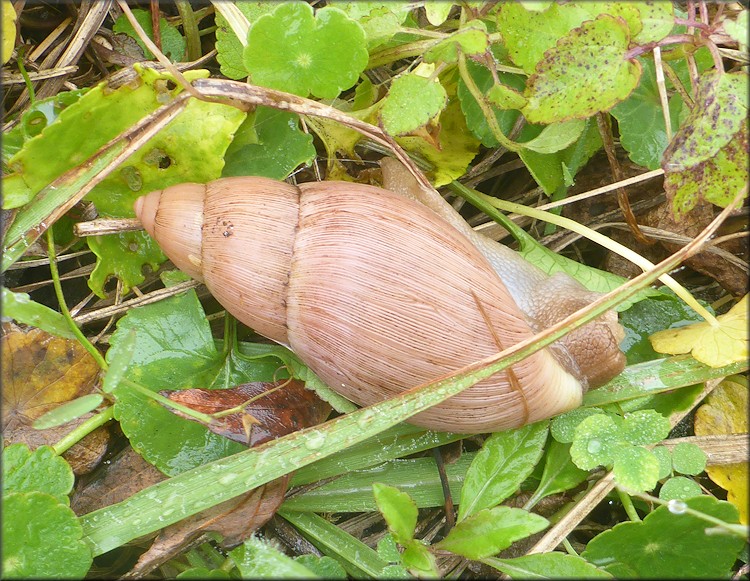 Euglandina rosea (Frussac, 1821) Rosy Wolfsnail In Situ
