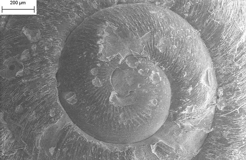 Millerelix plicata (Say, 1821) Cumberland Liptooth Scanning Electron Micrograph