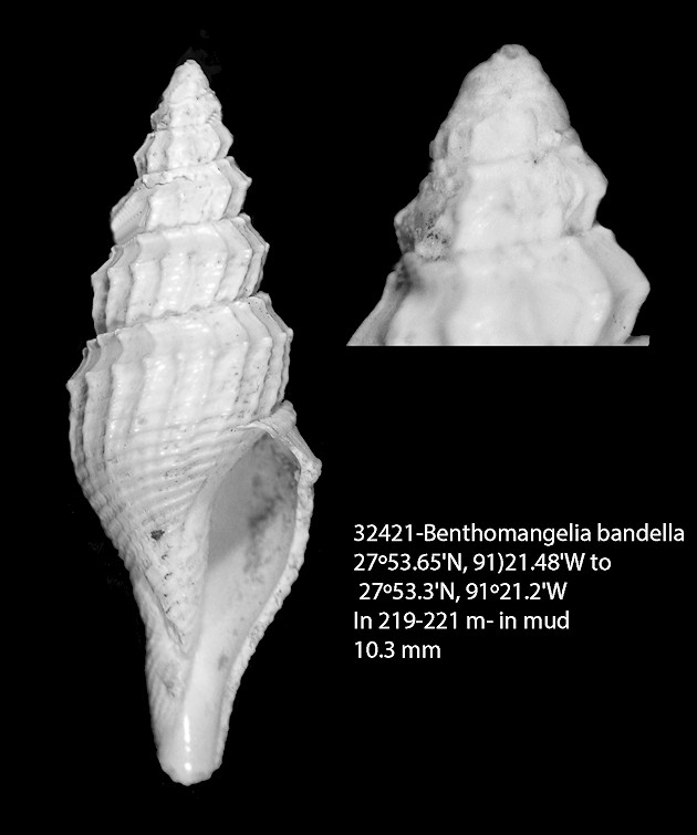 Benthomangelia bandella (Dall, 1881) 
