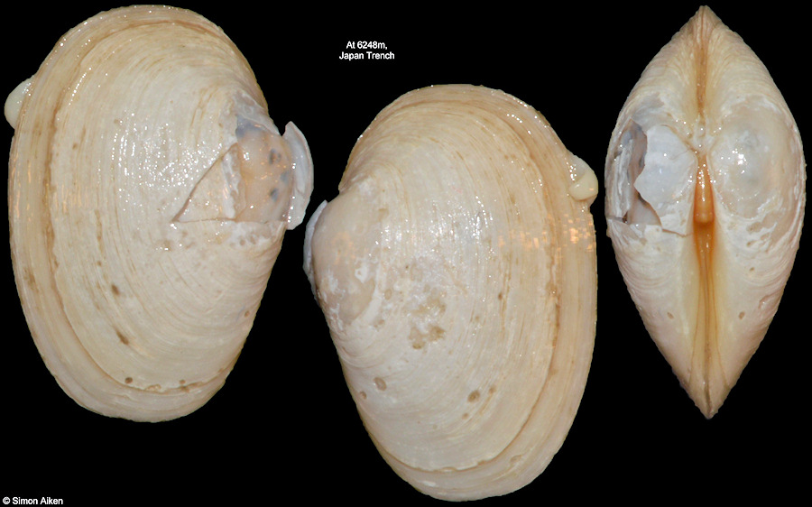 Isorropodon fossajaponicum (Okutani, Fujikura, and Kojima, 2000)