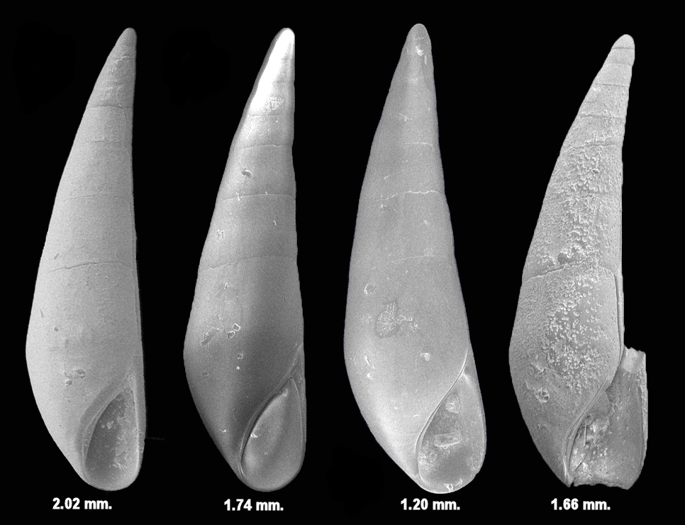 Scanning Electron Micrograph (SEM) Of Fossil Ancestor Specimens
