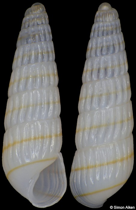 Odostomella bicincta (Tiberi, 1868)