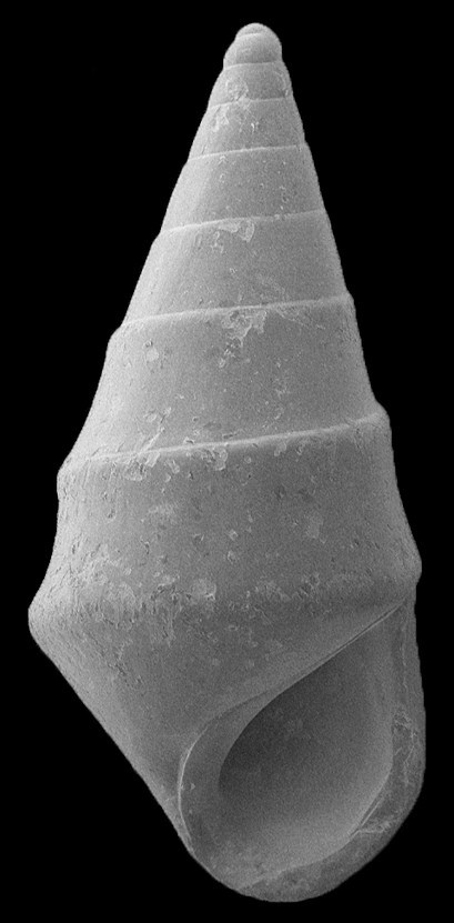 Zebina clarksvillensis (Mansfield, 1930) Fossil