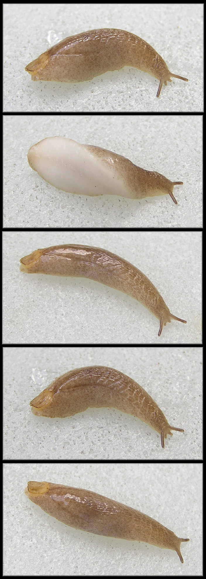 Testacella haliotidea (Draparnaud, 1801) "Shelled Slug" Juvenile