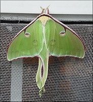 Luna Moth Actias luna