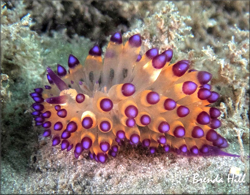 Janolus flavoanulatus Pola and Gosliner, 2019