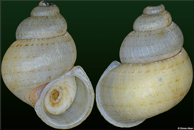 Colobostylus bronnii  (C. B. Adams, 1845)