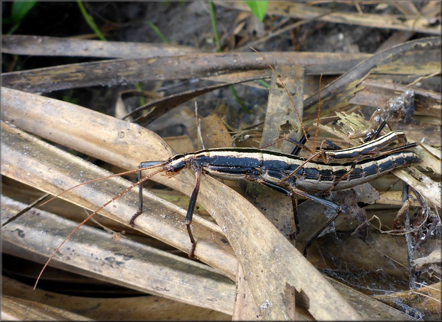 Two-striped Walkingstick [Anisomorpha buprestoides]