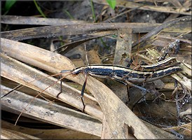 Two-striped Walkingstick [Anisomorpha buprestoides]