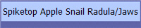 Spiketop Apple Snail Radula/Jaws
