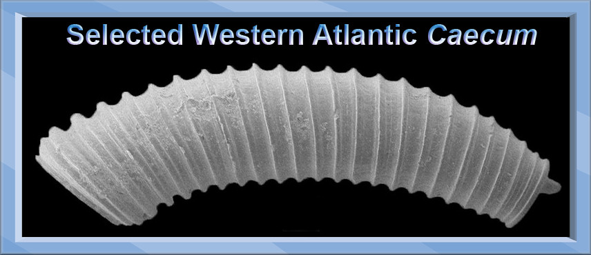 Selected Western Atlantic Caecum