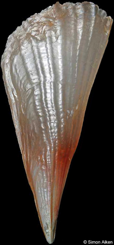 Pinna carnea Gmelin, 1791 Amber Penshell