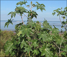 Castor Bean [Ricinus communis]