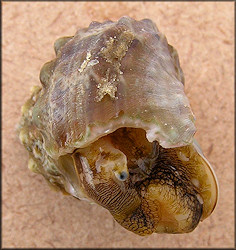 Turbo castanea Gmelin, 1791 Chestnut Turban Juvenile