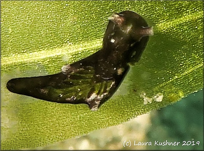 Elysia catulus (Gould, 1870)