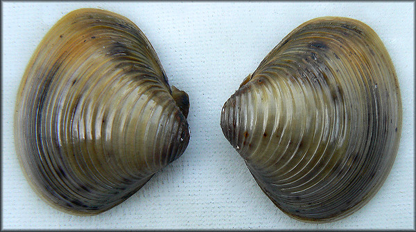 Corbicula fluminea (Mller, 1774) Asian Clam