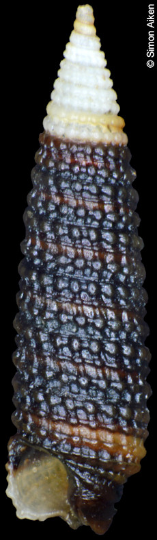Cautor puniceus Kosuge, 1963