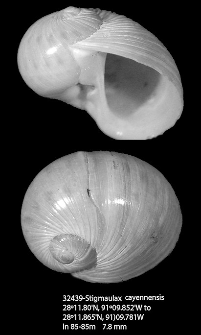 Stigmaulax cayennensis (Rcluz, 1850)