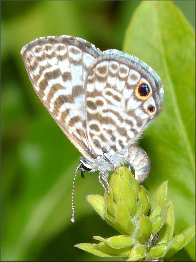 Cassius Blue [Leptotes cassius] Depositing Eggs