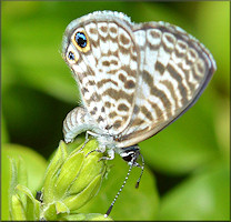 Cassius Blue [Leptotes cassius] Depositing Eggs