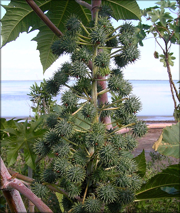 Castor Bean [Ricinus communis] Fruit