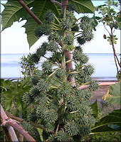 Castor Bean [Ricinus communis] Fruit