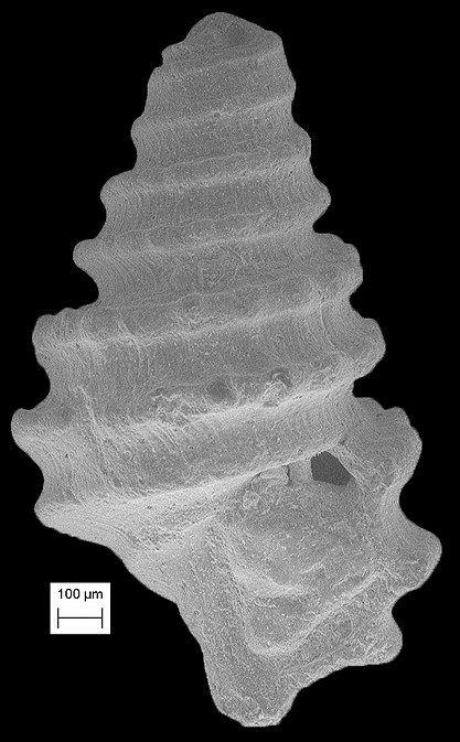 Liamorpha decorata (de Folin, 1873)