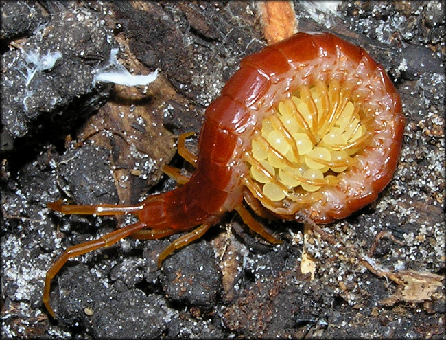 Centipede [Scolopocryptops sexspinosus] Brooding Eggs