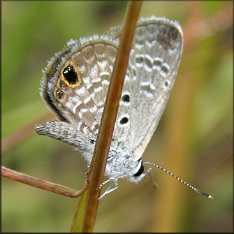 Ceraunus Blue [Hemiargus ceranus]