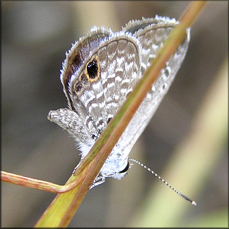 Ceraunus Blue [Hemiargus ceranus]