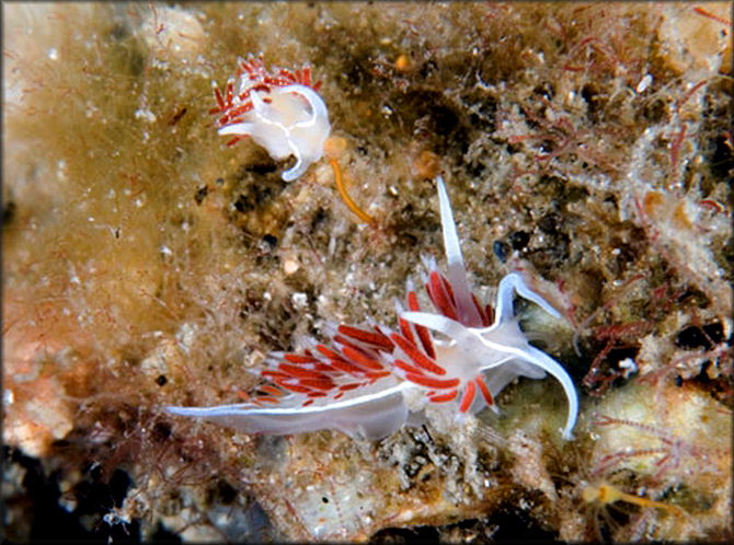 Flabellina cf. bandeli Ev. Marcus, 1976