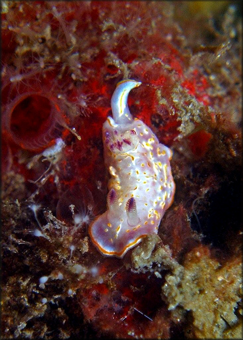 Felimida grahami (T. E. Thompson, 1980) Juvenile